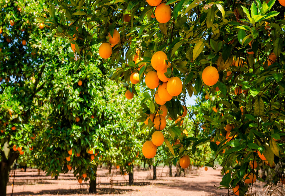 oranges_on_trees_closeup_294932609_1200px